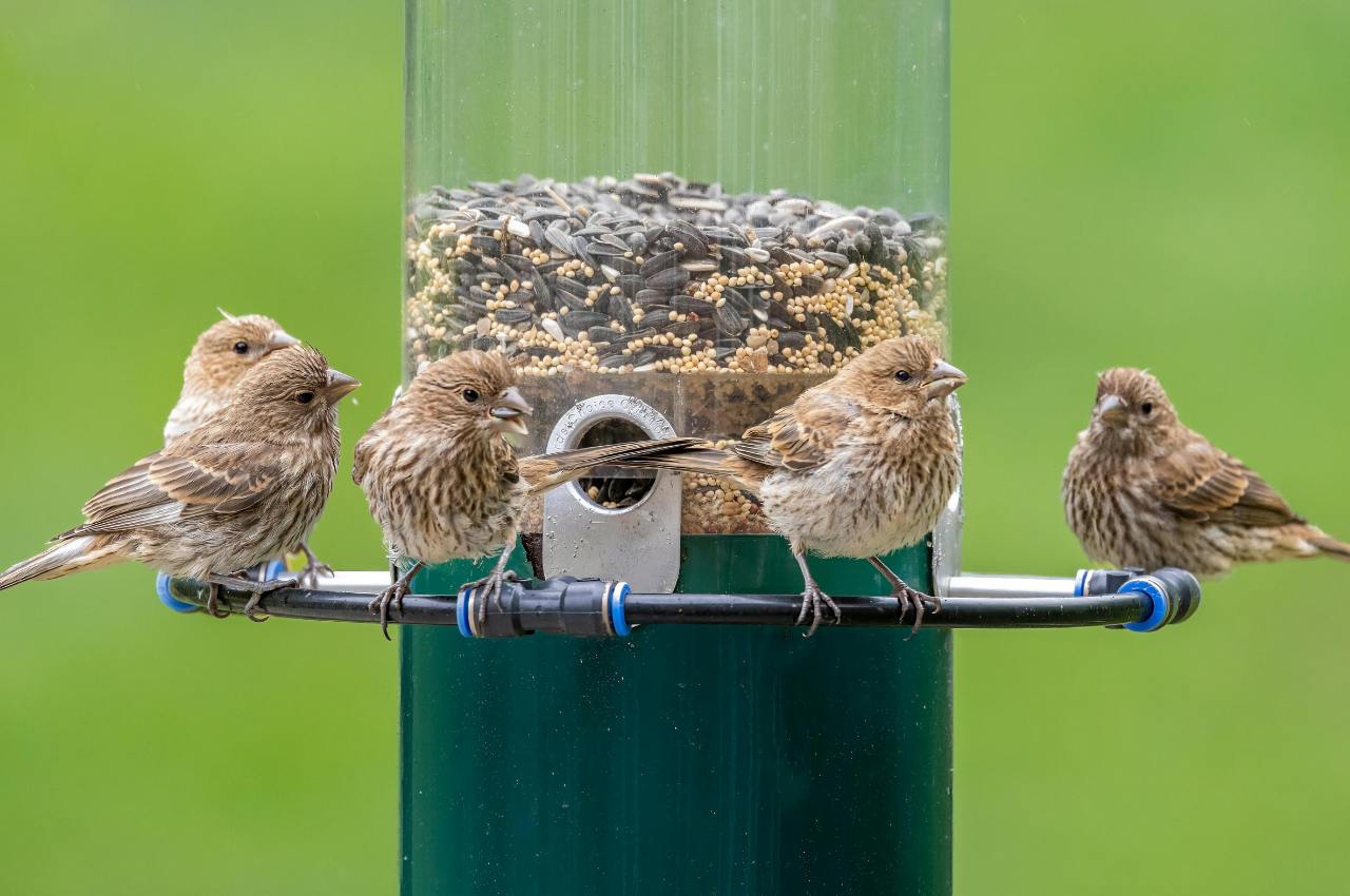 Easy Bird Feeders: Simple and Affordable Ways to Feed Birds